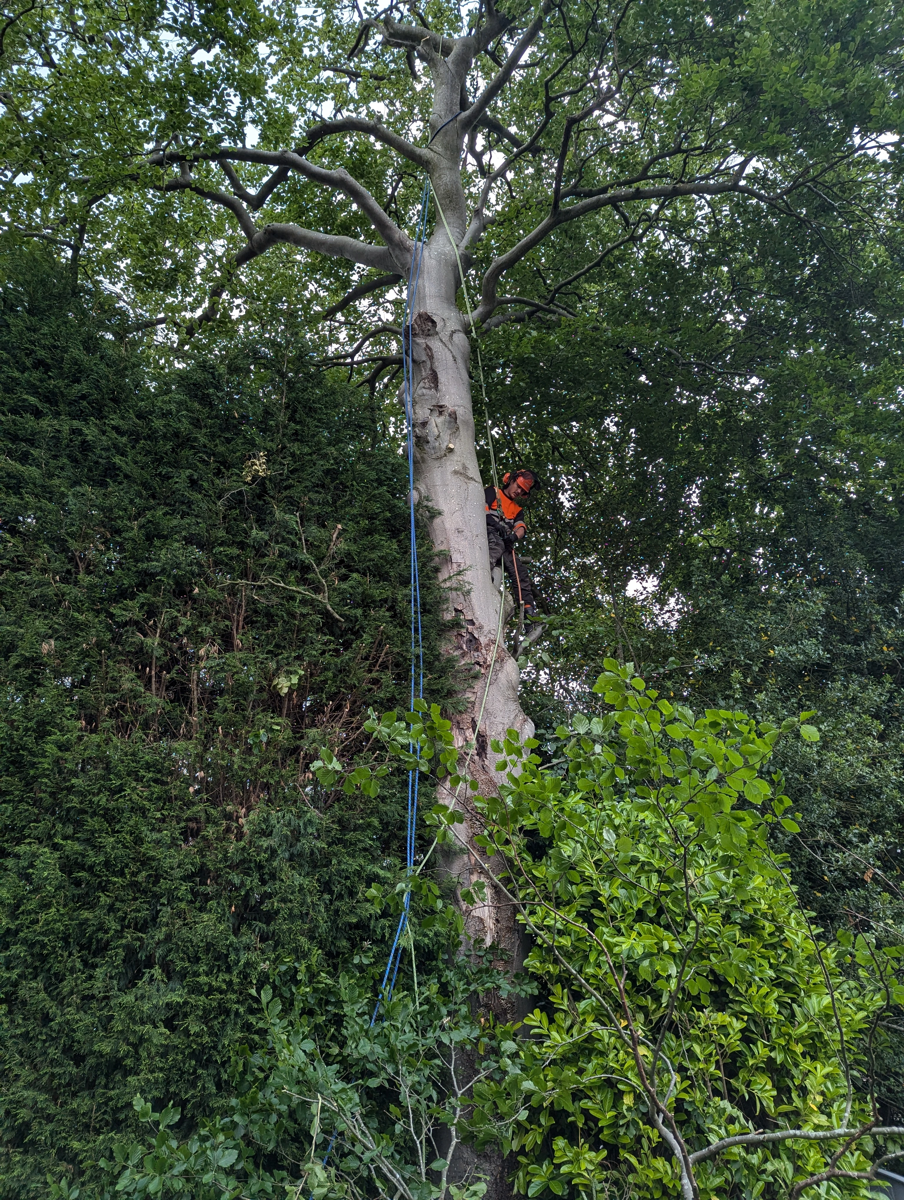 Tree Inspections