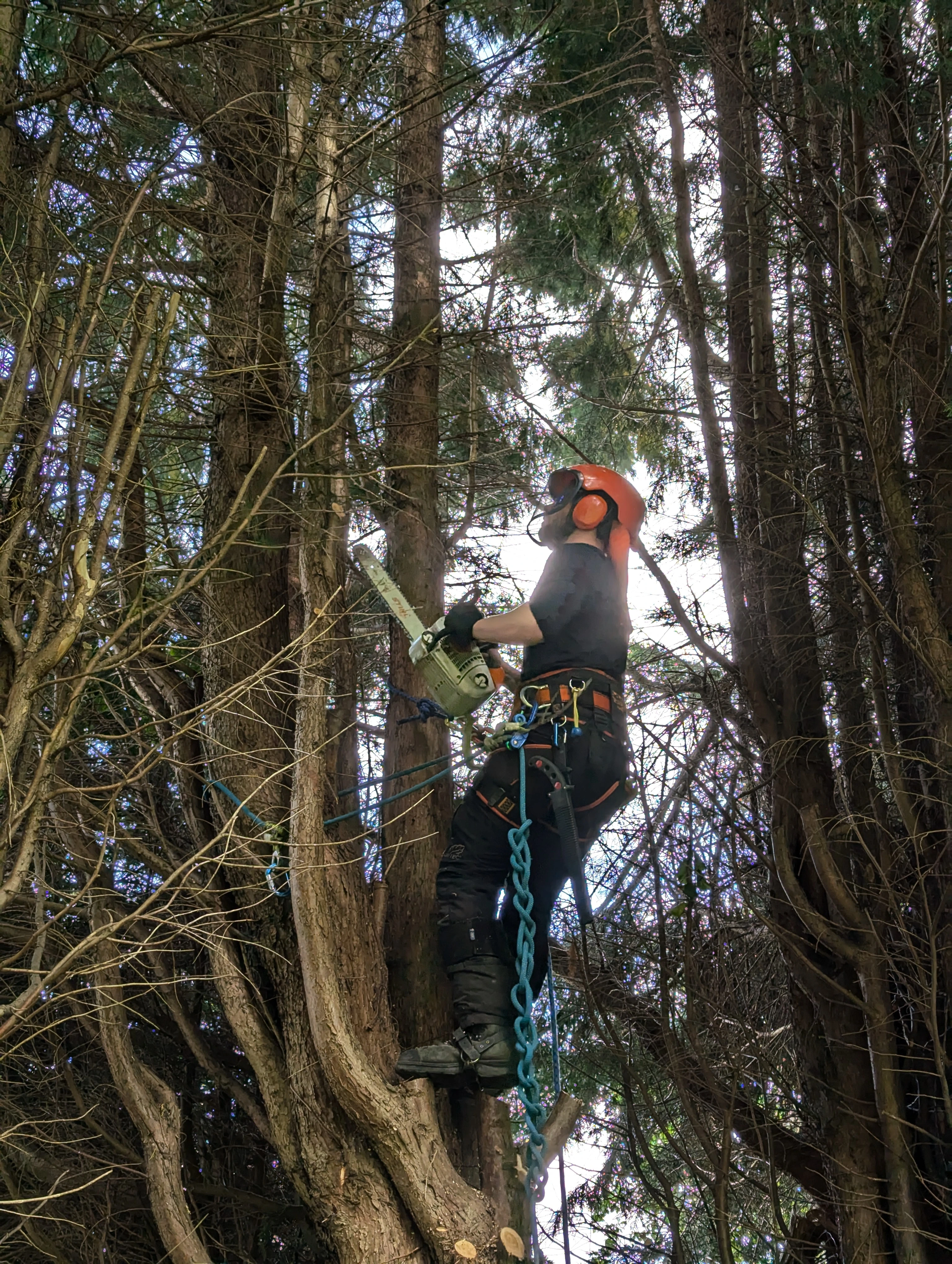 Tree Pruning and Trimming