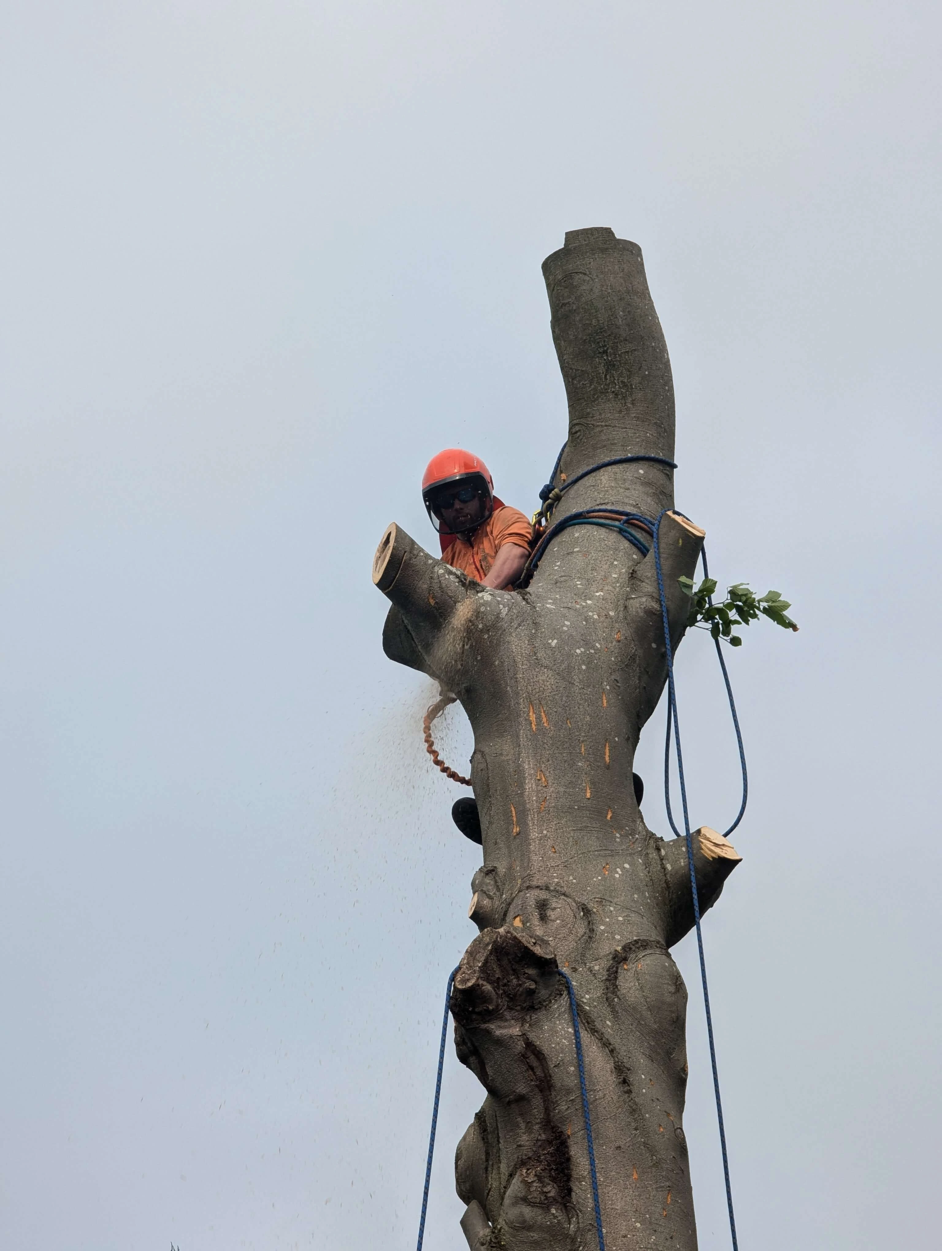 Tree Removal