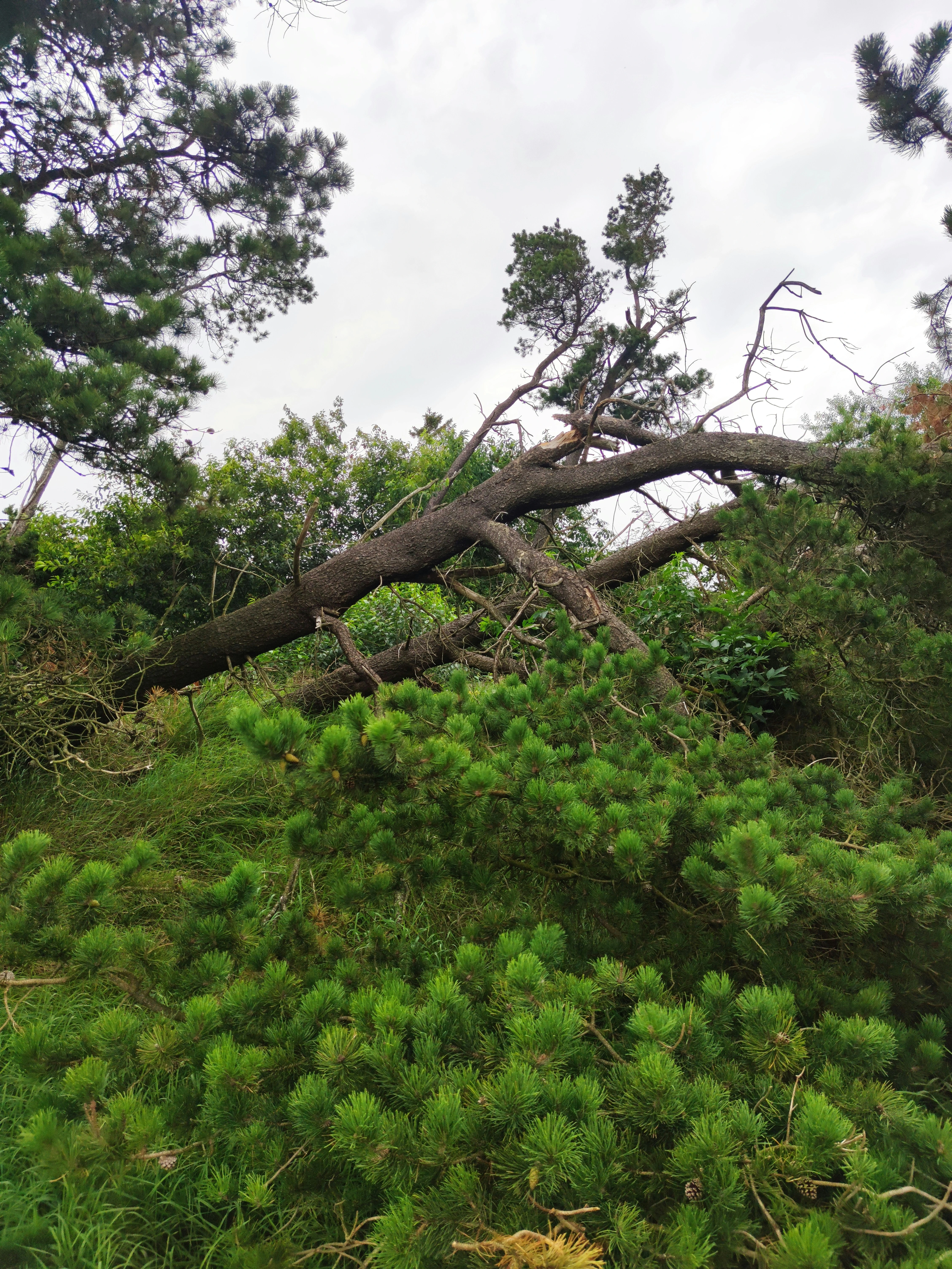 Storm Clean Up