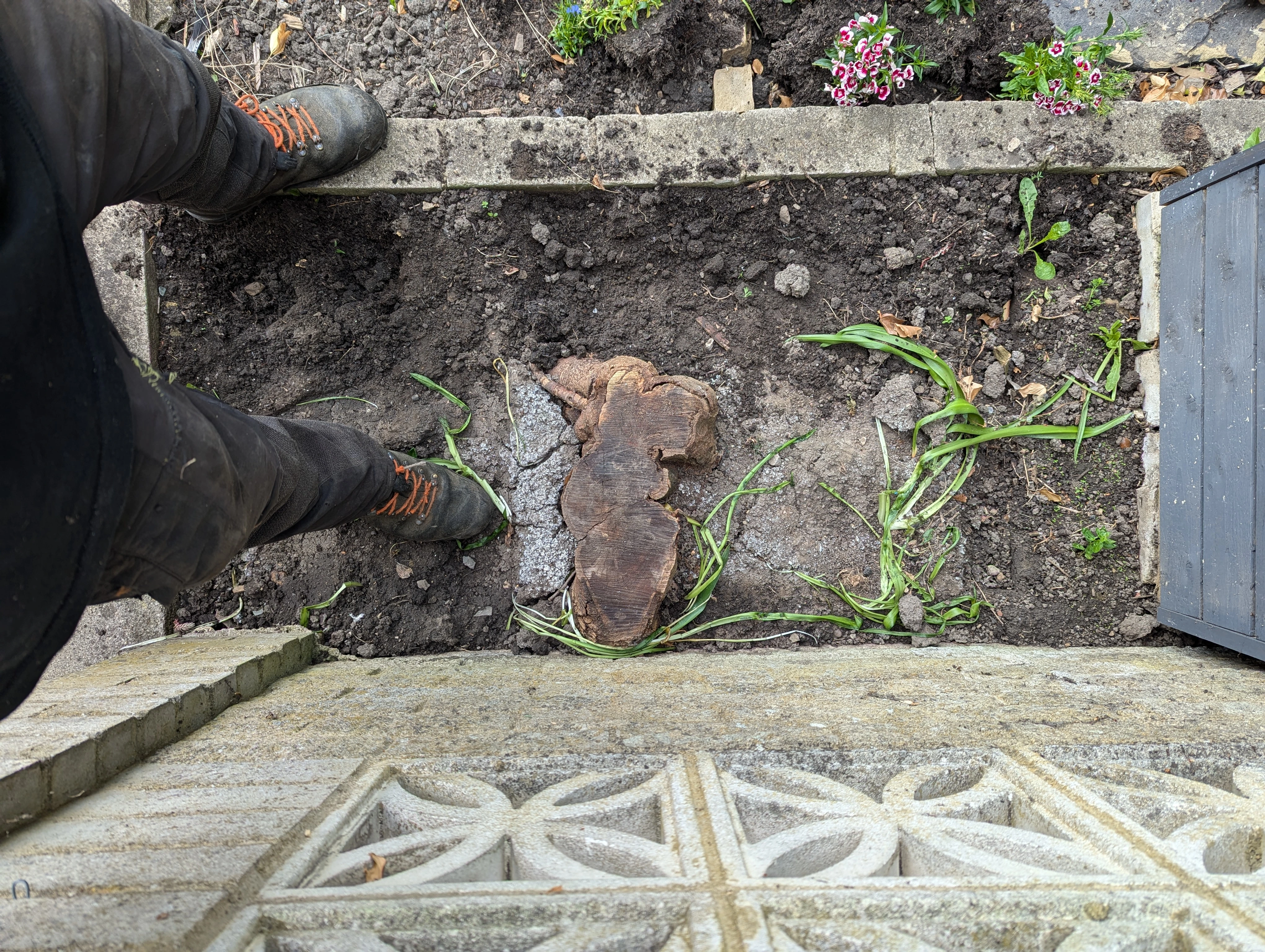 Tree stump before grinding